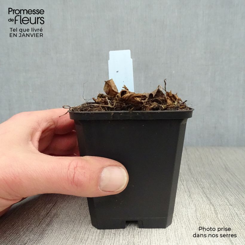 Amostra de Géranium vivace Azure Rush Vaso de 8/9 cm tal como entregue no inverno