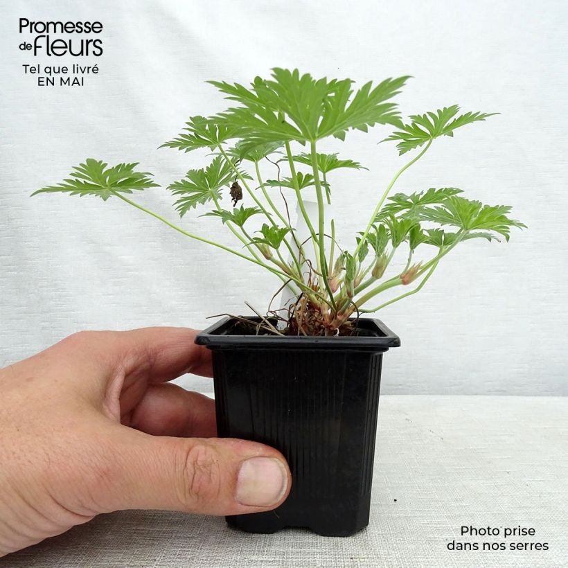 Amostra de Gerânio Blue Cloud - Geranium x collinum Vaso de 8/9 cm tal como entregue na primavera