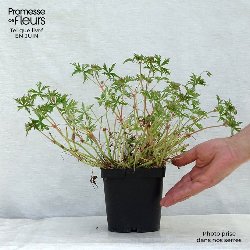 Amostra de Gerânio Blue Cloud - Geranium x collinum Vaso de 2 L/3 L tal como entregue no verão