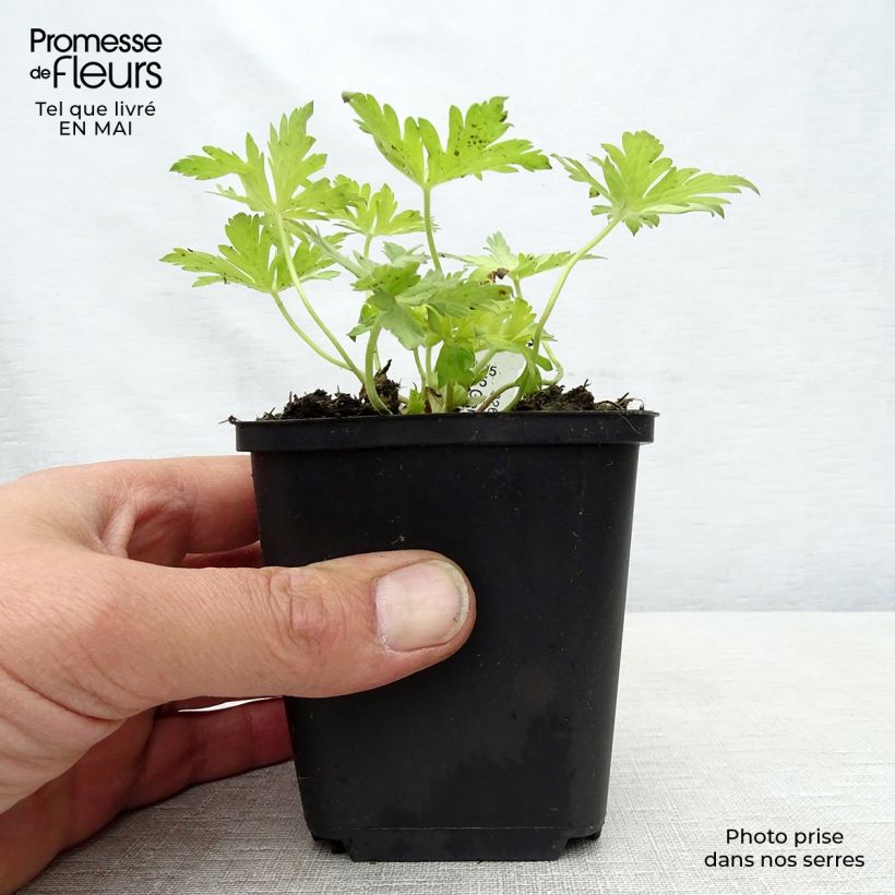 Amostra de Gerânio Blue Sunrise - Geranium Vaso de 8/9 cm tal como entregue na primavera