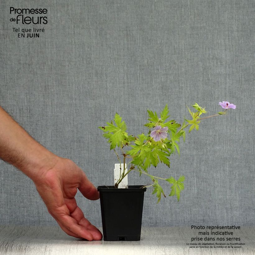 Amostra de Gerânio Blue Sunrise - Geranium Vaso de 8/9 cm tal como entregue no verão