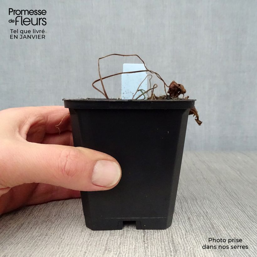 Amostra de Gerânio Blue Sunrise - Geranium Vaso de 8/9 cm tal como entregue no inverno