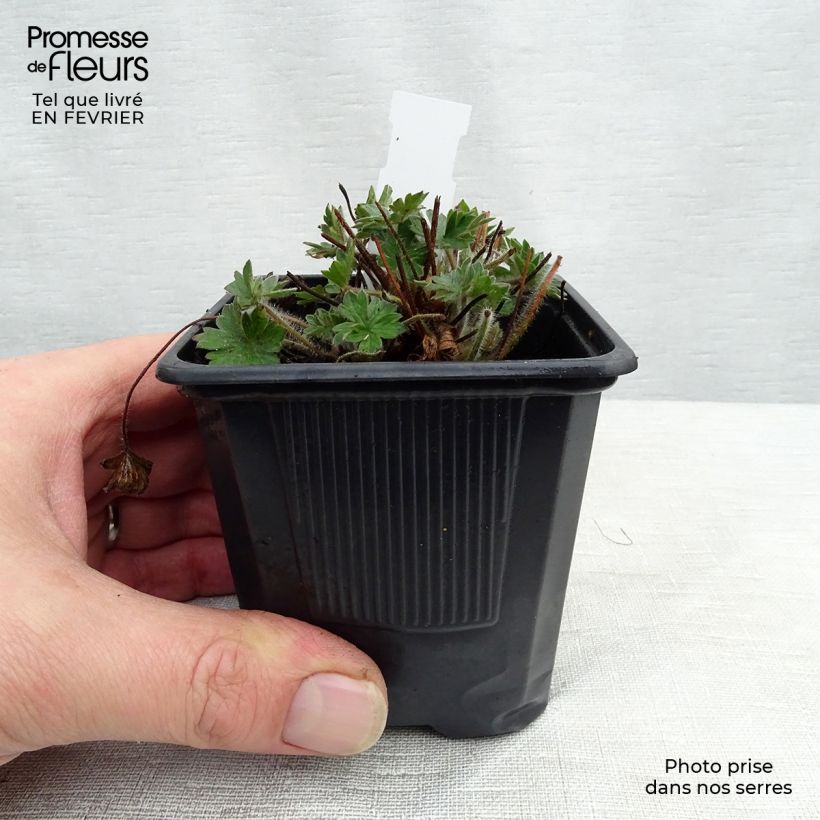 Amostra de Gerânio-sanguíneo Blushing Turtle - Geranium sanguineum Vaso de 8/9 cm tal como entregue no inverno