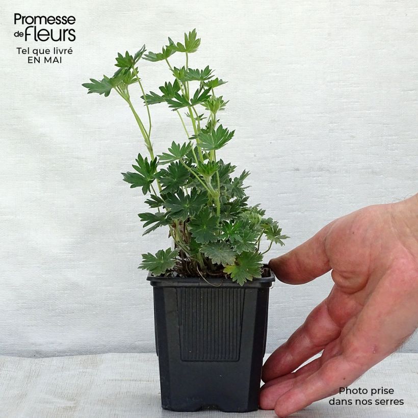 Amostra de Gerânio-sanguíneo Blushing Turtle - Geranium sanguineum Vaso de 8/9 cm tal como entregue na primavera