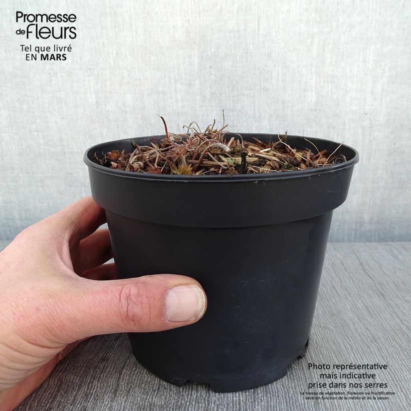 Amostra de Gerânio-sanguíneo Blushing Turtle - Geranium sanguineum Vaso de 2 L/3 L tal como entregue no inverno