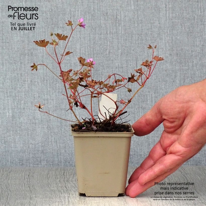 Amostra de Gerânio Bob's Blunder - Geranium x sessiliflorum Vaso de 8/9 cm tal como entregue no verão