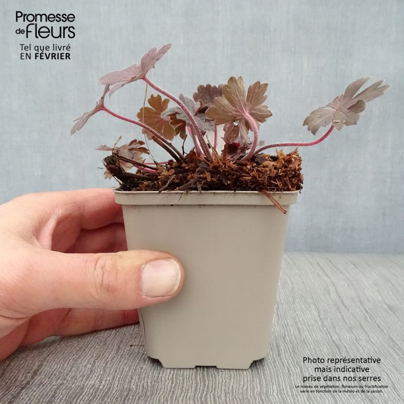 Amostra de Gerânio Bob's Blunder - Geranium x sessiliflorum Vaso de 8/9 cm tal como entregue no inverno