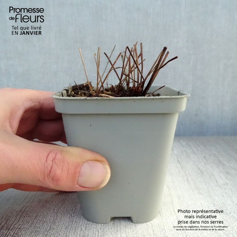 Amostra de Géranium vivace Brookside - Géranium vivace hybride bleu  Vaso de 8/9 cm tal como entregue no inverno