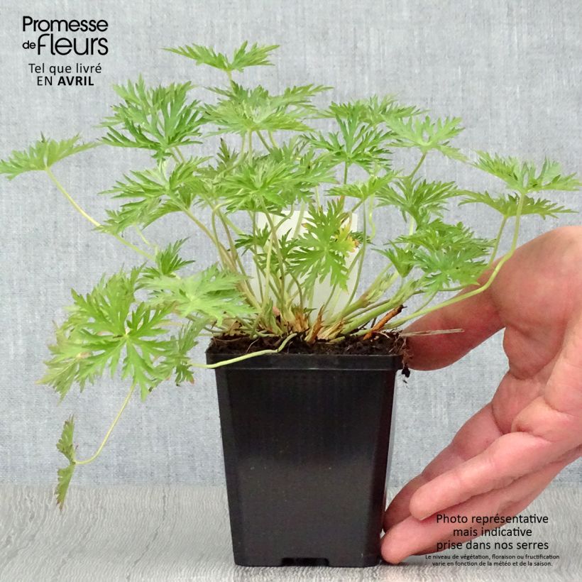 Amostra de Gerânio Brookside - Geranium Vaso de 8/9 cm tal como entregue na primavera