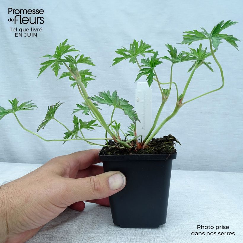 Amostra de Gerânio Brookside - Geranium Vaso de 8/9 cm tal como entregue no verão
