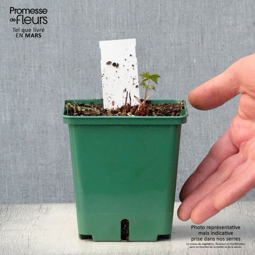 Amostra de Gerânio Brookside - Geranium Vaso de 1 L/1,5 L tal como entregue na primavera