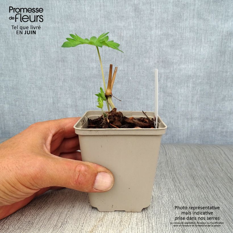 Amostra de Gerânio Catherine Deneuve - Geranium psilostemon Vaso de 8/9 cm tal como entregue no verão