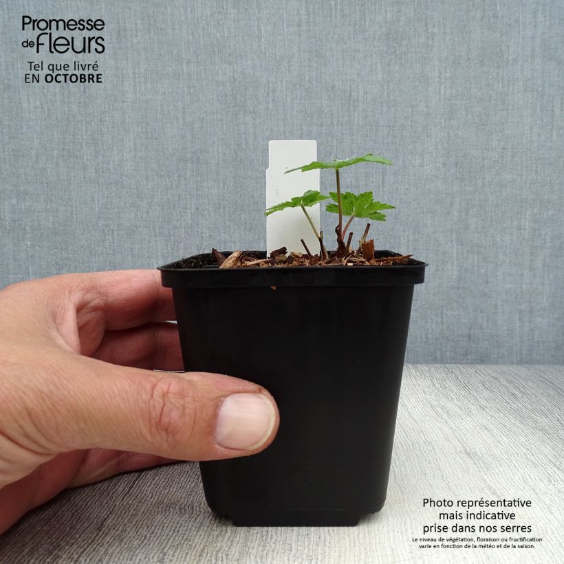 Amostra de Gerânio Chantilly - Geranium Vaso de 8/9 cm tal como entregue no outono