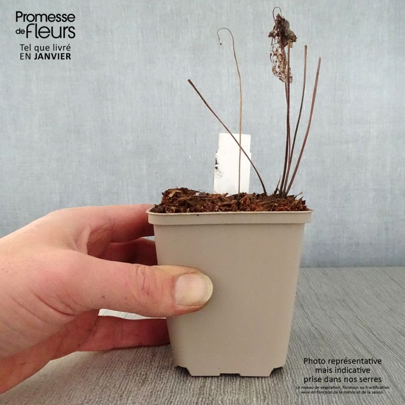 Amostra de Geranium vivace Chantilly Vaso de 8/9 cm tal como entregue no inverno