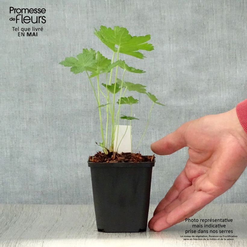 Amostra de Gerânio Chantilly - Geranium Vaso de 8/9 cm tal como entregue na primavera