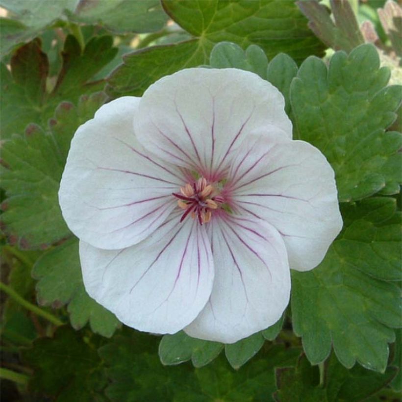 Gerânio Coombland White - Geranium x traversii var. elegans (Floração)