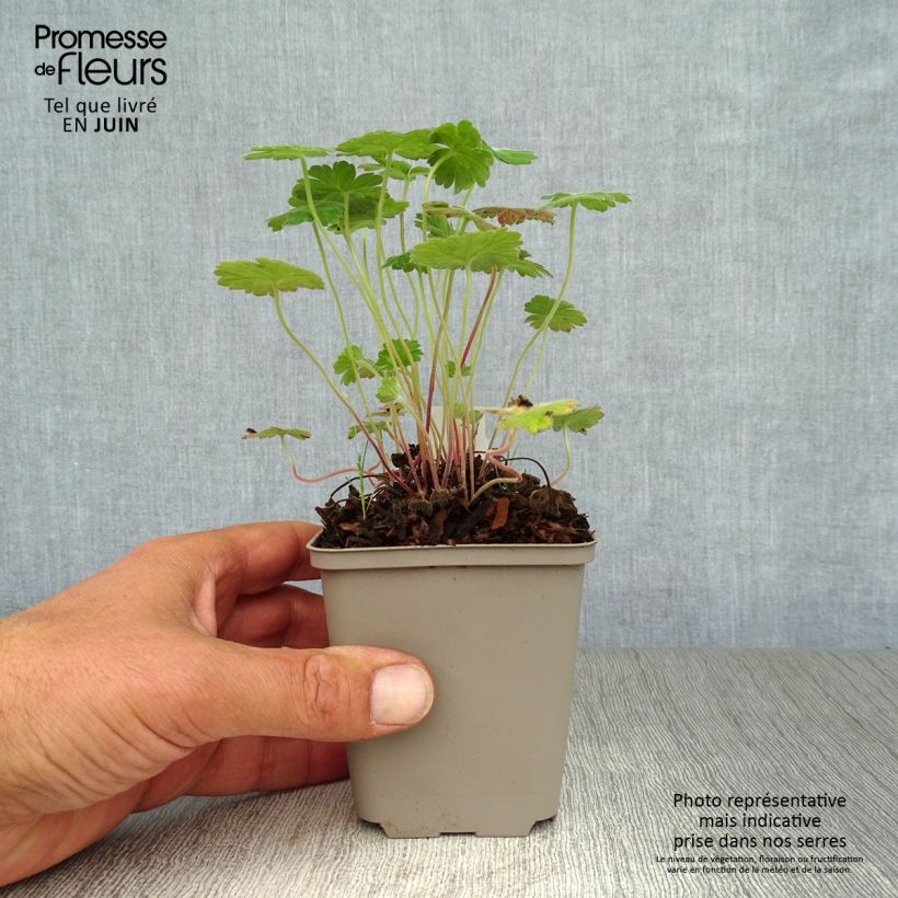 Amostra de Gerânio Coombland White - Geranium x traversii var. elegans Vaso de 8/9 cm tal como entregue no verão