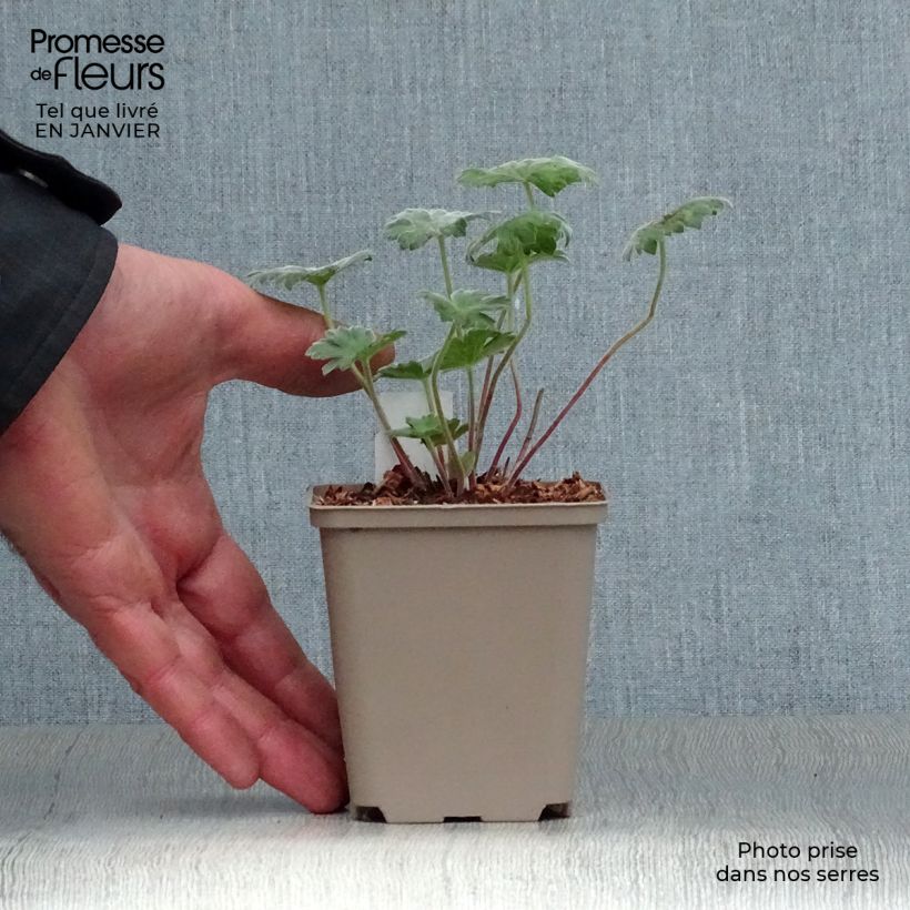 Amostra de Geranium vivace Coombland White Vaso de 8/9 cm tal como entregue no inverno