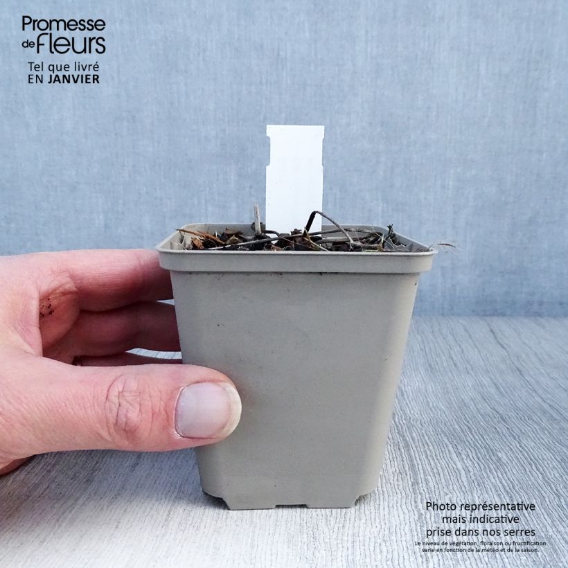 Amostra de Geranium vivace Daily Purple Vaso de 8/9 cm tal como entregue no inverno