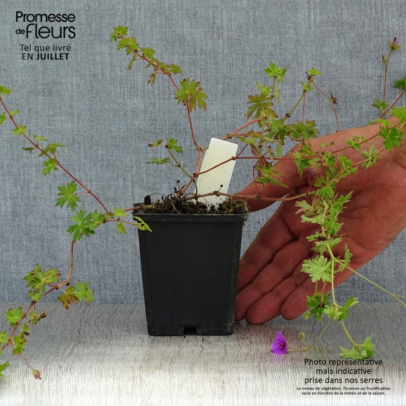 Amostra de Gerânio Dilys - Geranium Vaso de 8/9 cm tal como entregue no verão