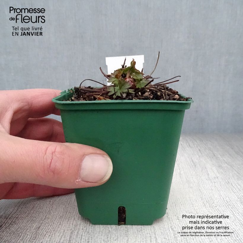 Amostra de Géranium vivace Dilys Vaso de 8/9 cm tal como entregue no inverno