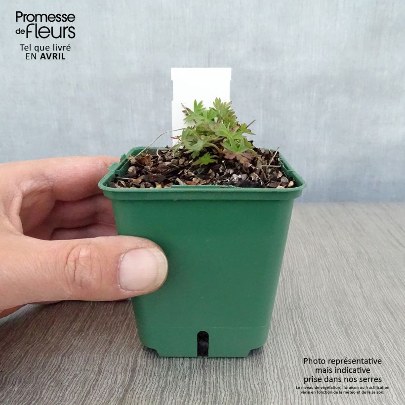 Amostra de Gerânio Dilys - Geranium Vaso de 8/9 cm tal como entregue na primavera