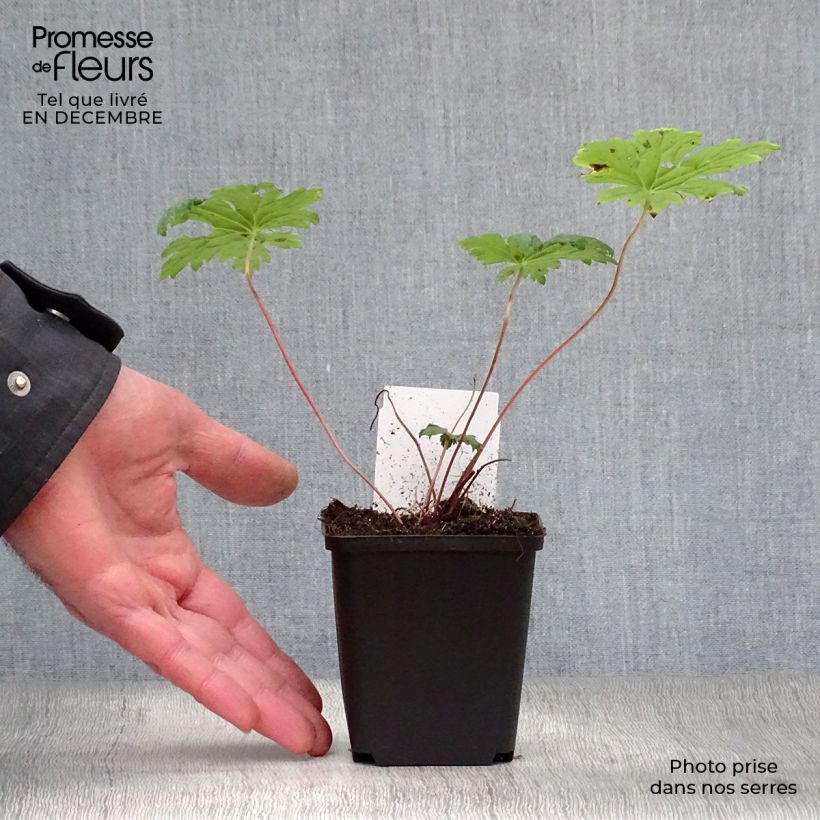 Amostra de Gerânio Dragon Heart - Geranium Vaso de 8/9 cm tal como entregue no inverno