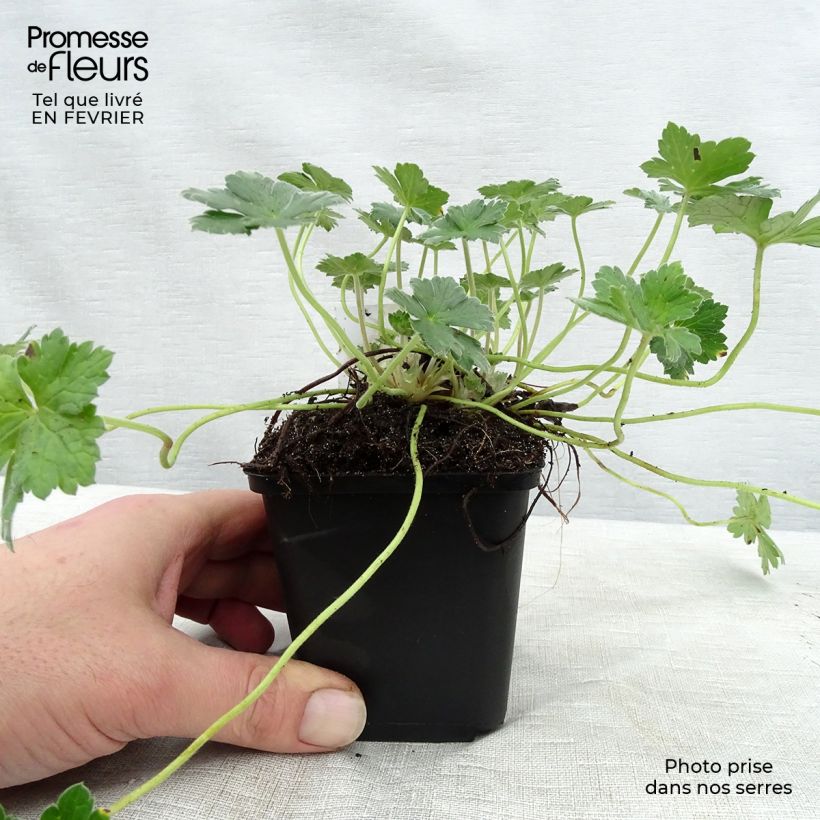 Amostra de Gerânio Dreamland - Geranium Vaso de 8/9 cm tal como entregue no inverno