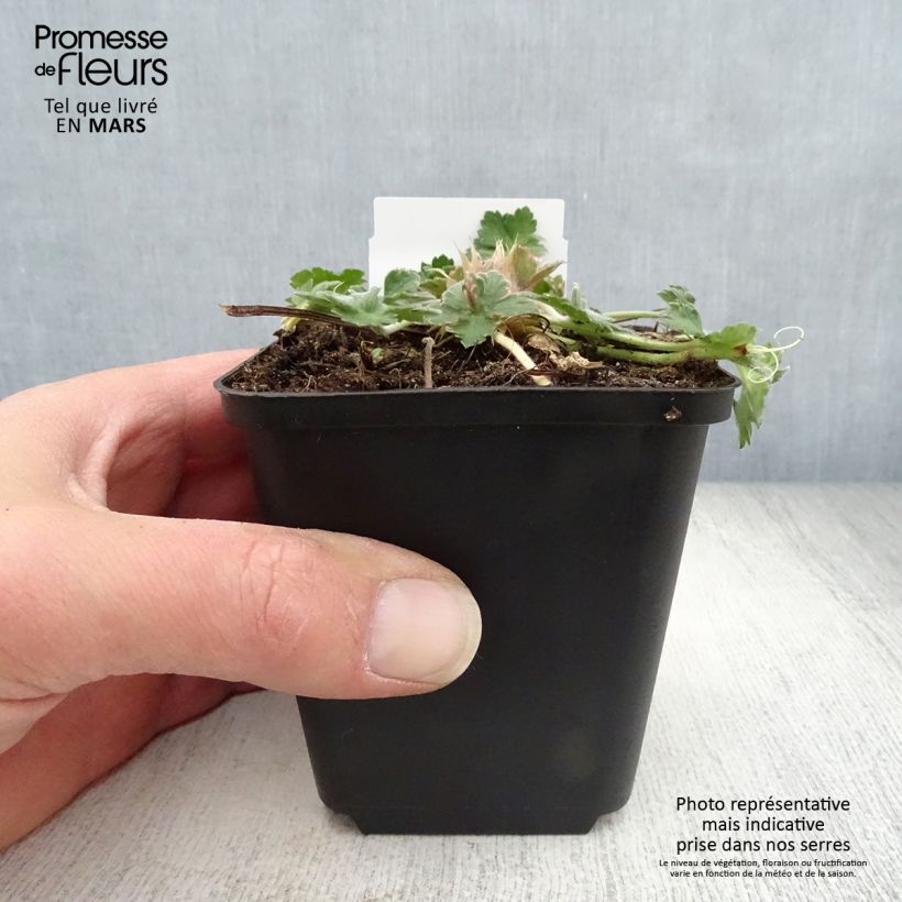 Amostra de Gerânio Dreamland - Geranium Vaso de 8/9 cm tal como entregue na primavera