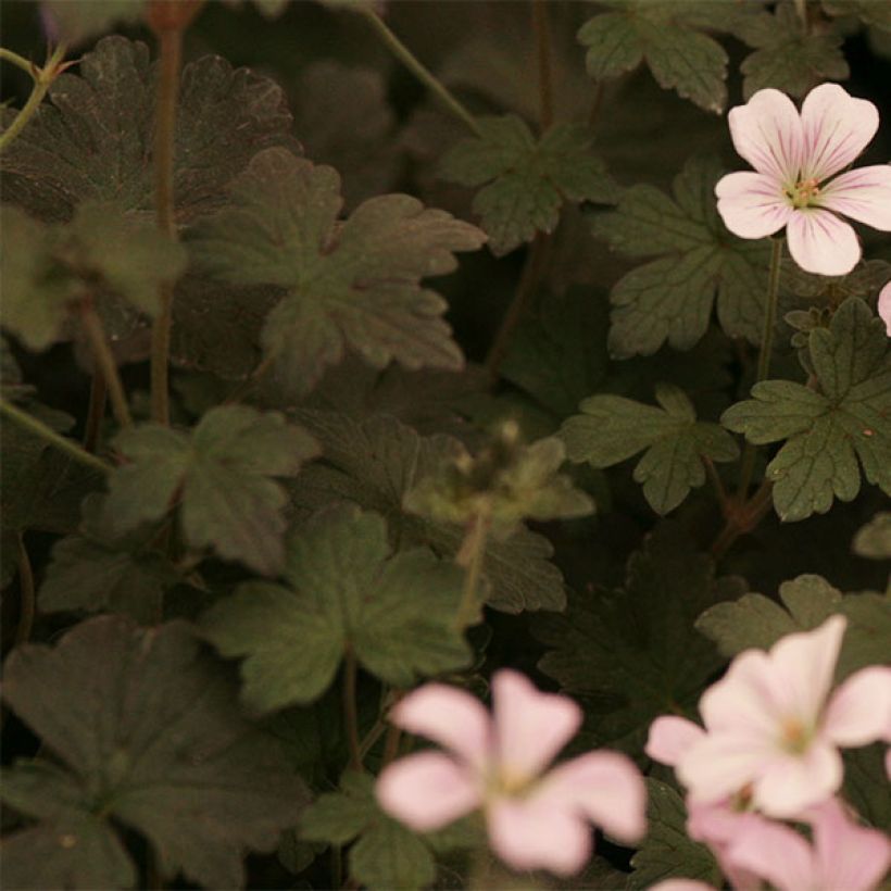 Gerânio Dusky Crug - Geranium oxonianum (Folhagem)