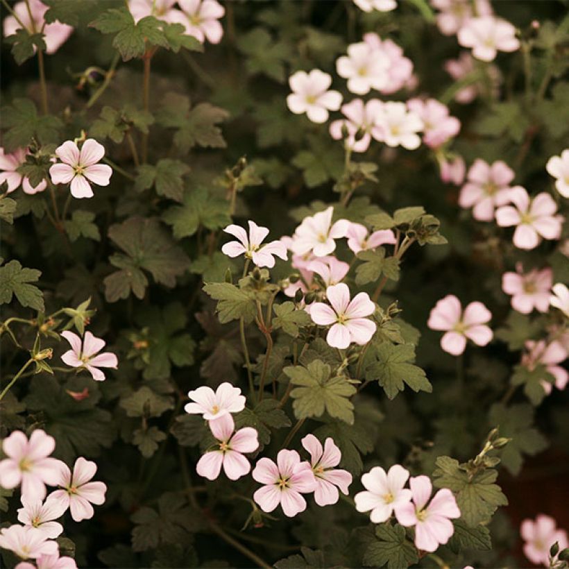 Gerânio Dusky Crug - Geranium oxonianum (Floração)