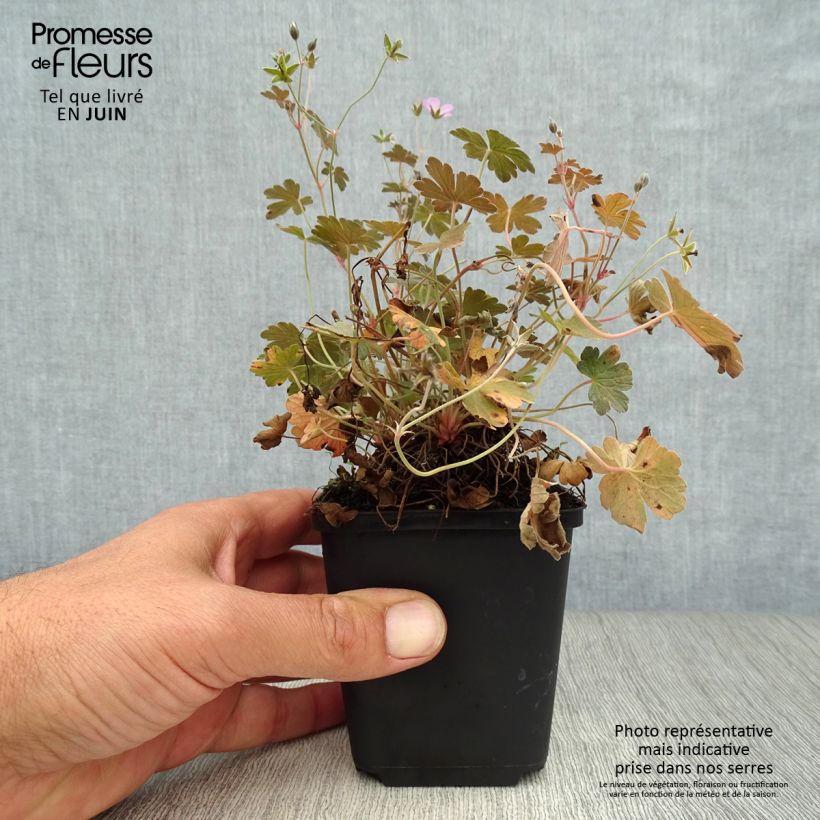 Amostra de Gerânio Dusky Crug - Geranium oxonianum Vaso de 8/9 cm tal como entregue no verão