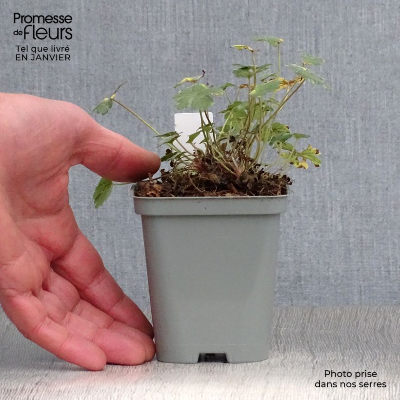 Amostra de Gerânio Dusky Crug - Geranium oxonianum Vaso de 8/9 cm tal como entregue no inverno