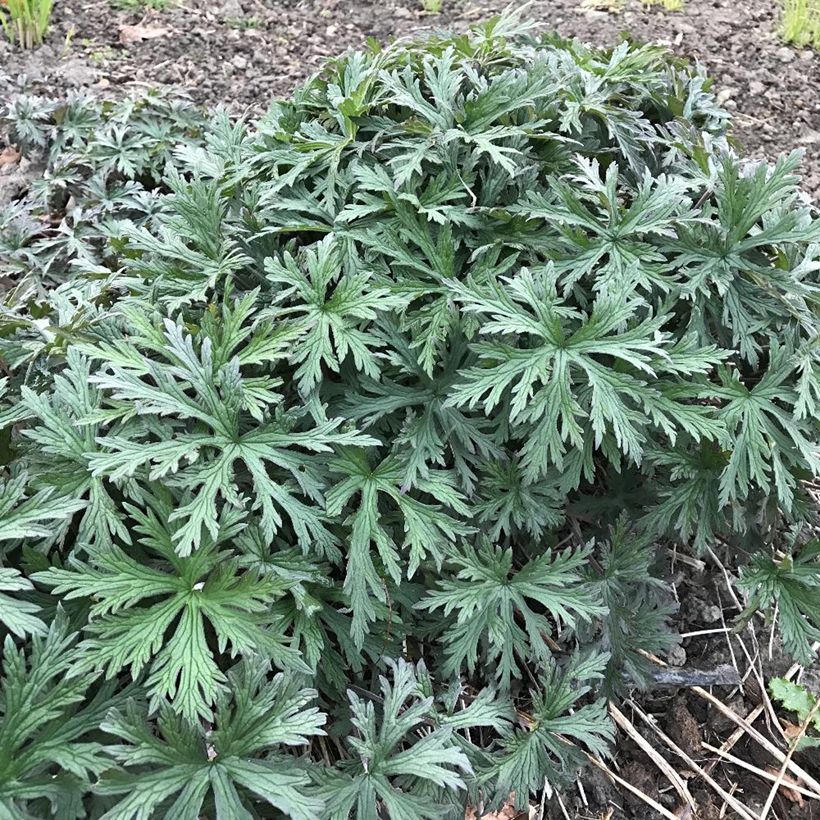 Gerânio Femme Fatale - Geranium pratense (Folhagem)