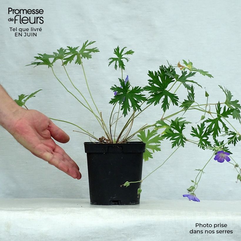 Amostra de Gerânio Johnson's blue - Geranium Vaso de 2 L/3 L tal como entregue no verão