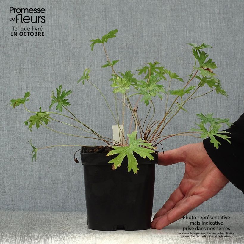 Amostra de Gerânio Johnson's blue - Geranium Vaso de 2 L/3 L tal como entregue no outono