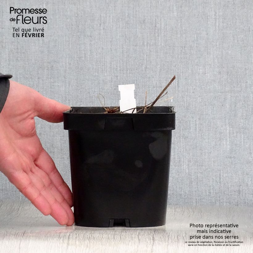 Amostra de Gerânio Johnson's blue - Geranium Vaso de 2 L/3 L tal como entregue no inverno