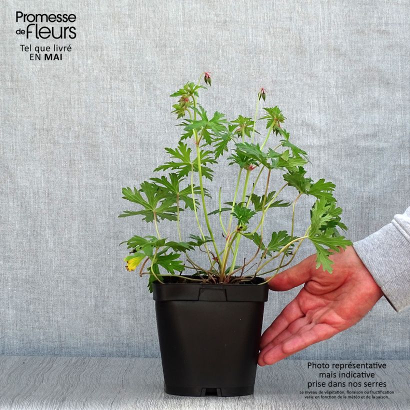 Amostra de Gerânio Johnson's blue - Geranium Vaso de 2 L/3 L tal como entregue na primavera