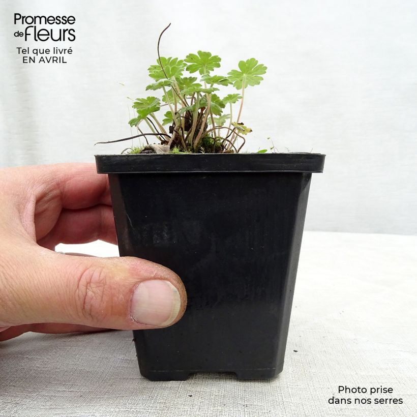 Amostra de Gerânio Joy - Geranium Vaso de 8/9 cm tal como entregue na primavera