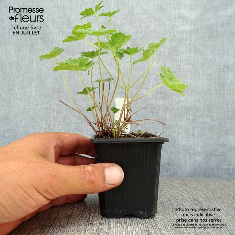 Amostra de Gerânio Joy - Geranium Vaso de 8/9 cm tal como entregue no verão
