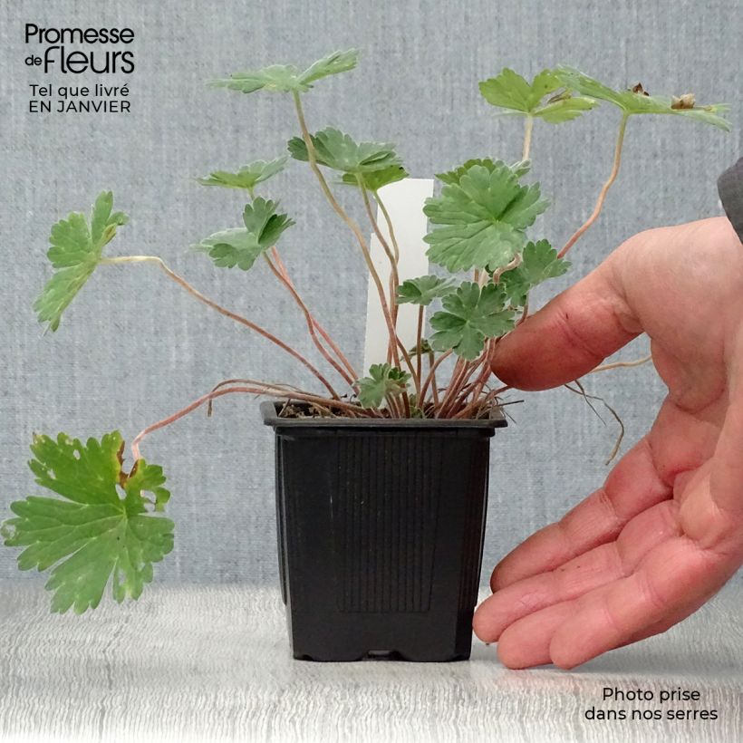 Amostra de Géranium vivace Joy Vaso de 8/9 cm tal como entregue no inverno