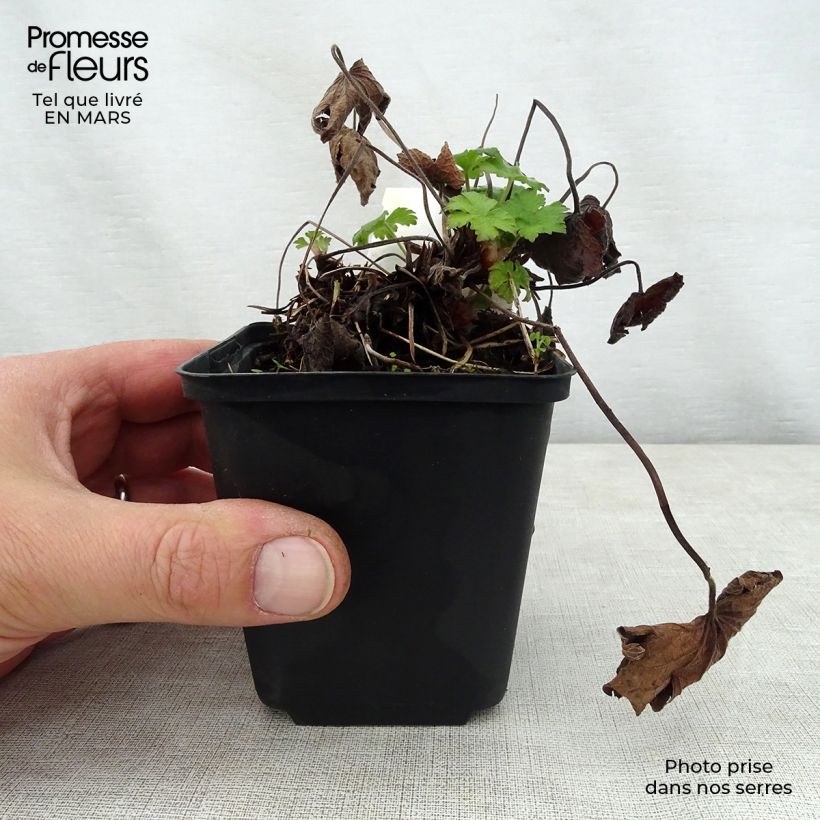 Amostra de Gerânio Karen Wouters - Geranium Vaso de 8/9 cm tal como entregue na primavera