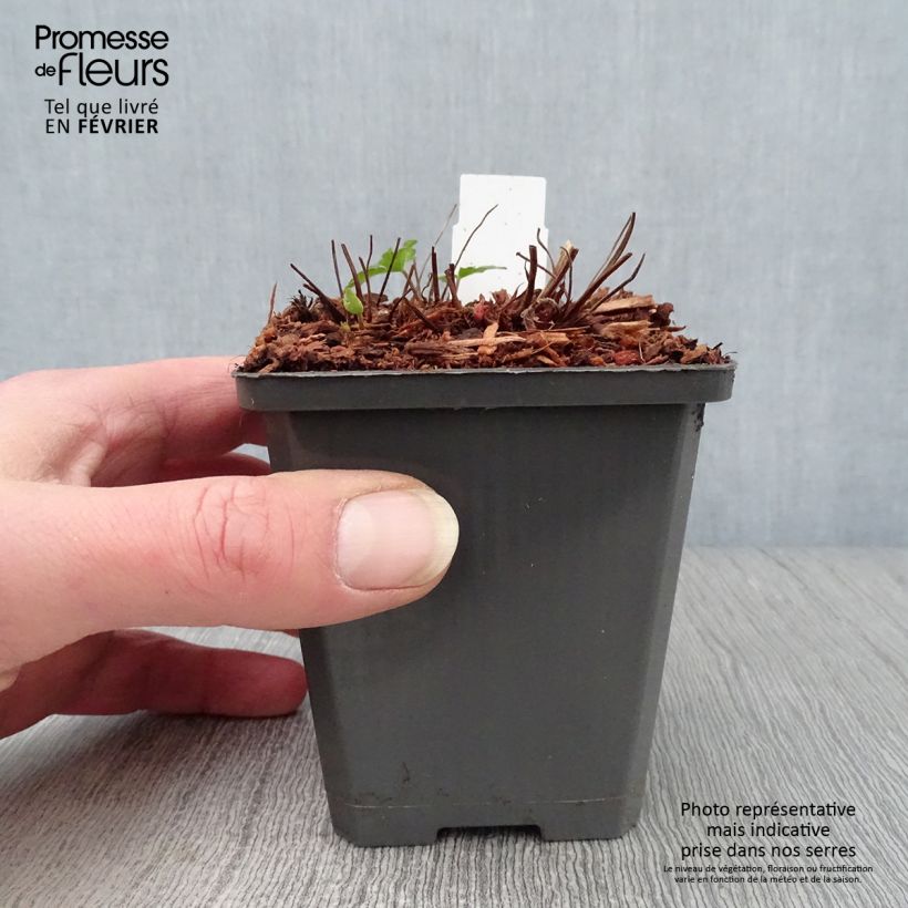 Amostra de Géranium vivace Karen Wouters Vaso de 8/9 cm tal como entregue no inverno
