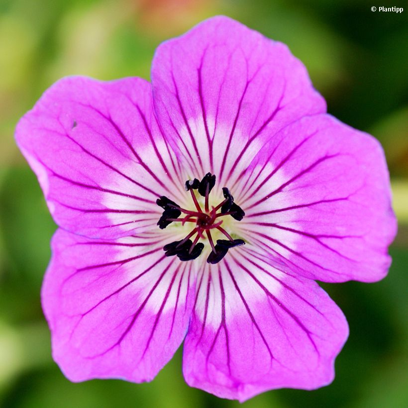 Gerânio Kelly-Anne - Geranium x wallichianum (Floração)