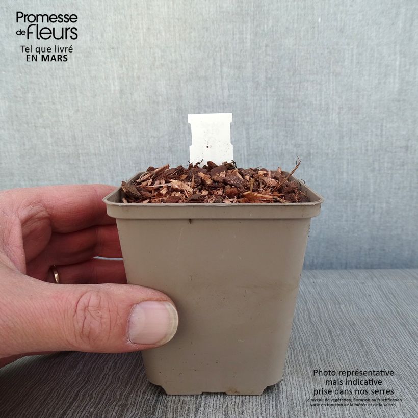 Amostra de Gerânio Kelly-Anne - Geranium x wallichianum Vaso de 8/9 cm tal como entregue no inverno