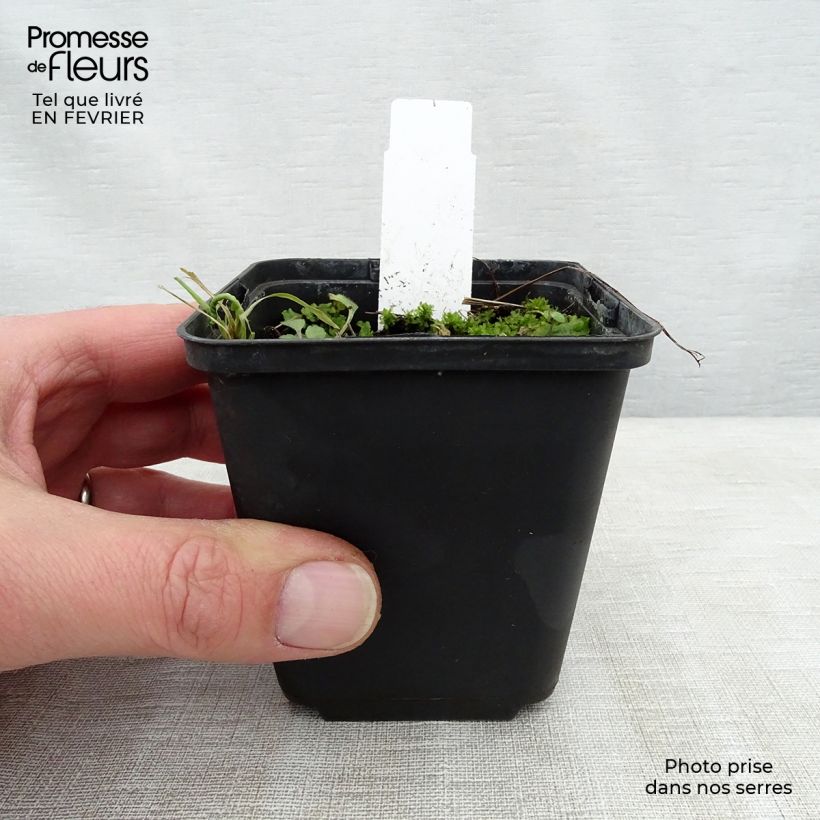 Amostra de Géranium vivace Lea Godet de 8/9 cm tal como entregue no inverno