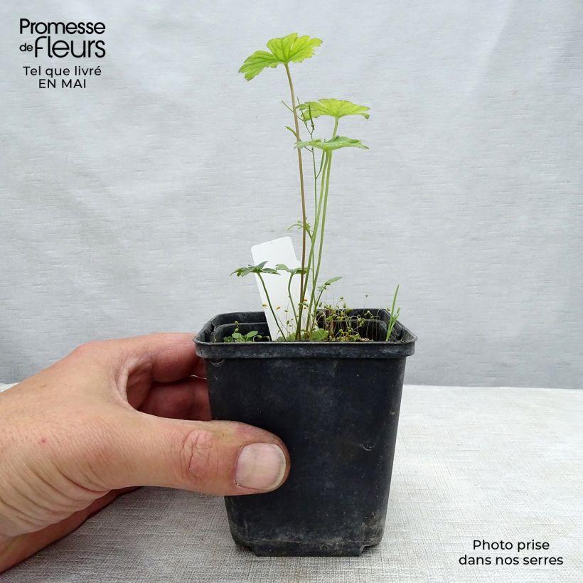 Amostra de Gerânio Lea - Geranium Vaso de 8/9 cm tal como entregue na primavera