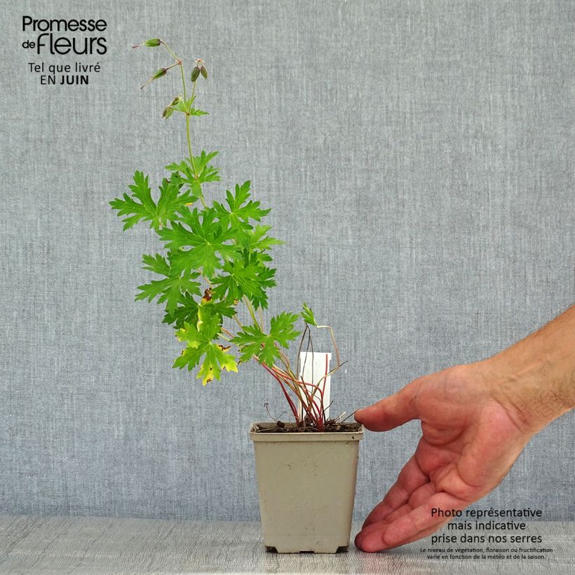 Amostra de Gerânio Lea - Geranium Vaso de 8/9 cm tal como entregue no verão