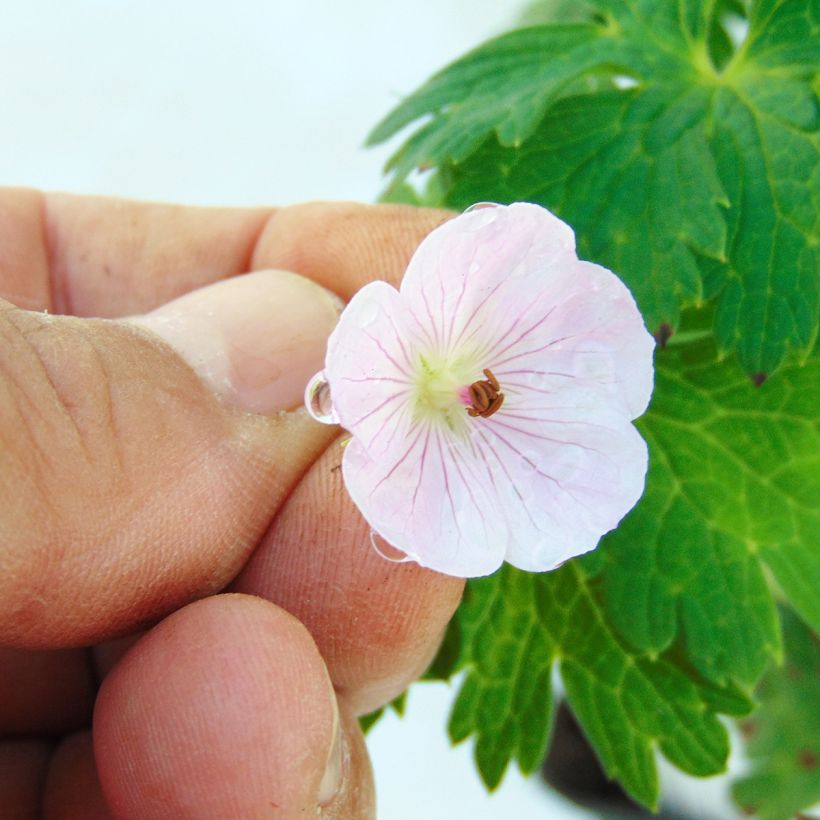 Geranium wallichianum Lilac Ice (Floração)