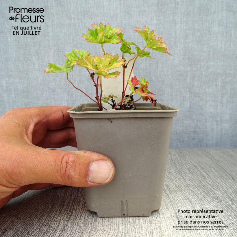 Amostra de Geranium wallichianum Lilac Ice Vaso de 8/9 cm tal como entregue no verão